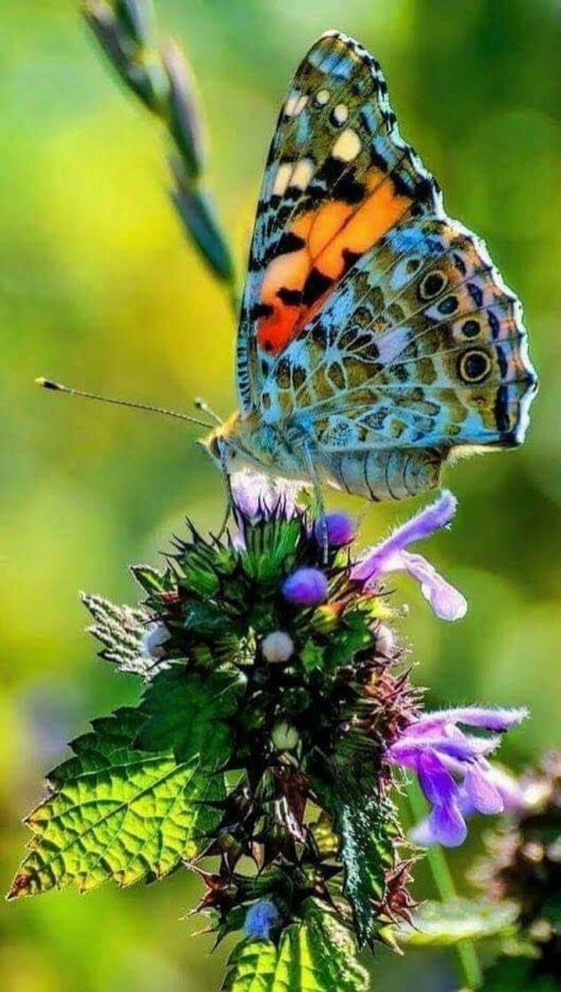 Moda Borboletas 🦋🌿