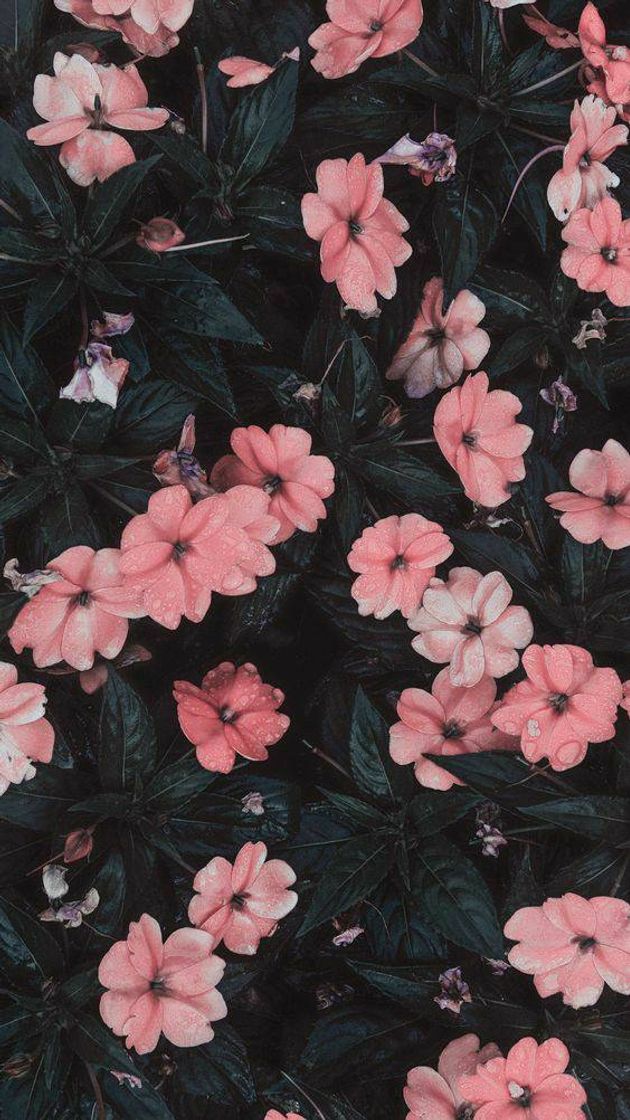 Moda Wallpaper (papel de parede) de flores rosas 🌸