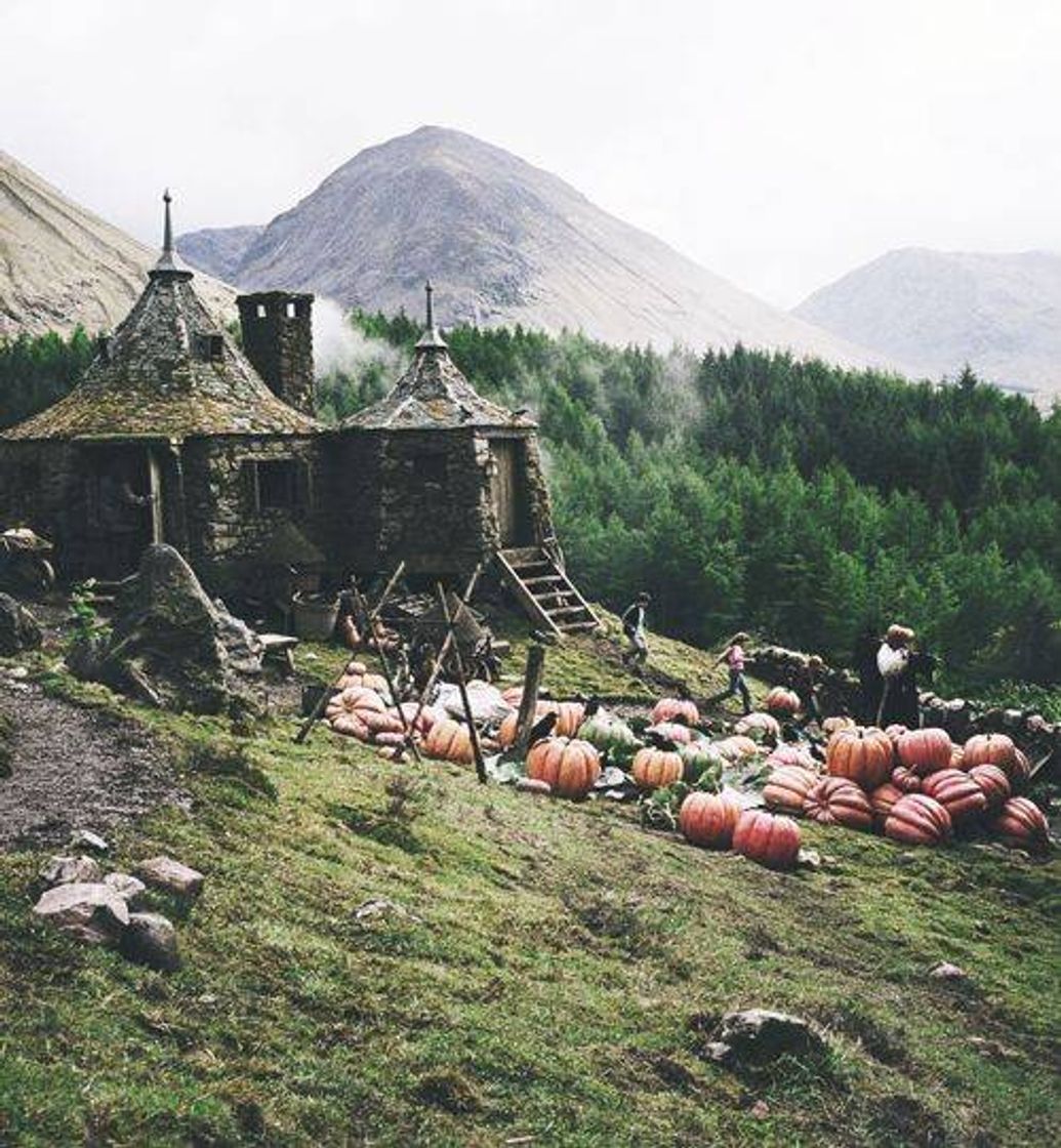 Social casa hagrid