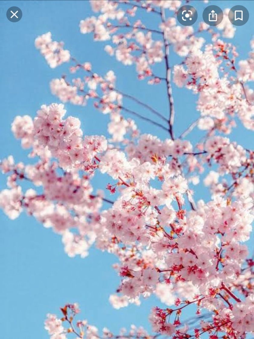 Moda Flor de cerejeira 🌸 