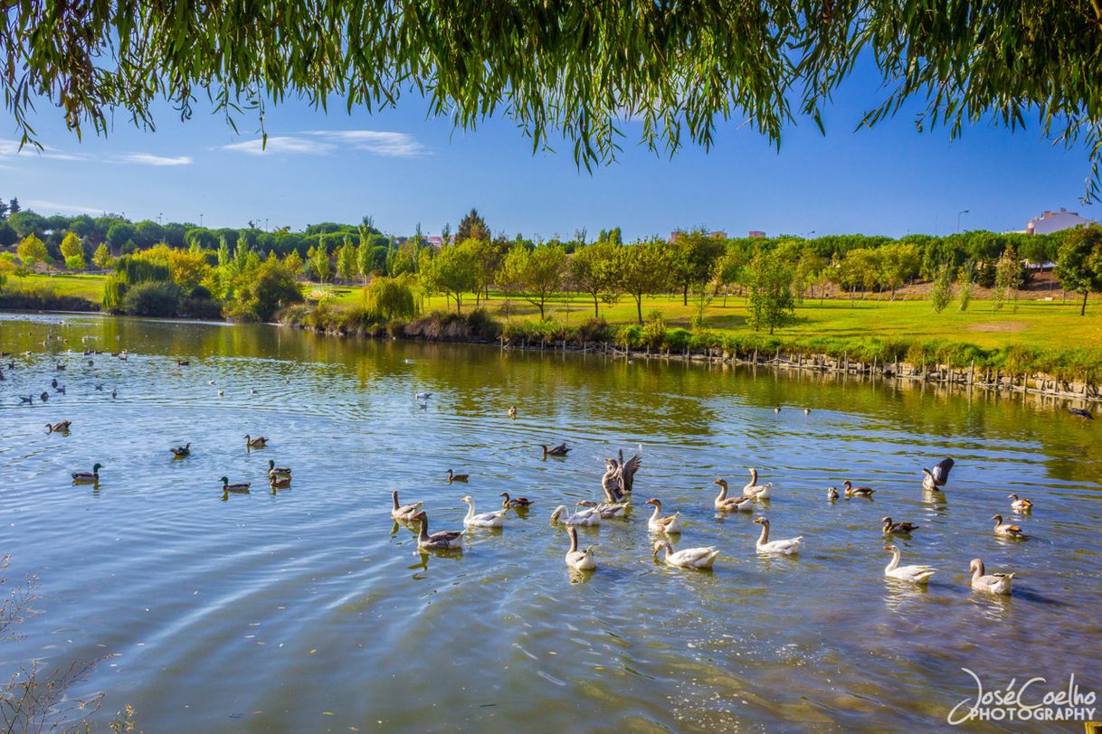 Lugar Parque da Paz