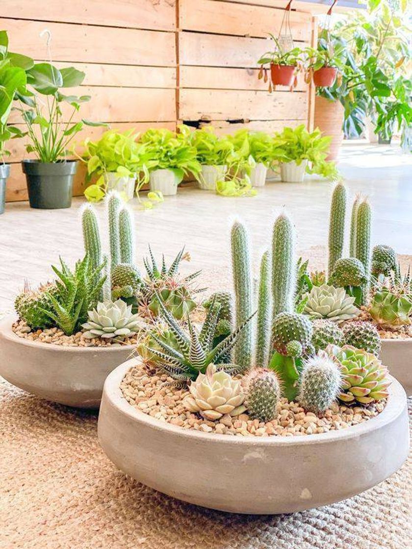 Fashion Plantinhas Mágicas 🌵🦩. 