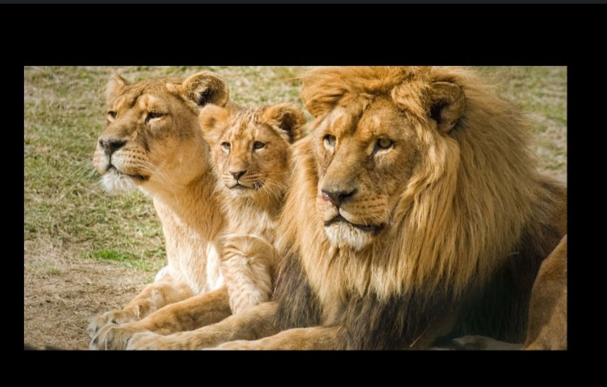 Social Leones