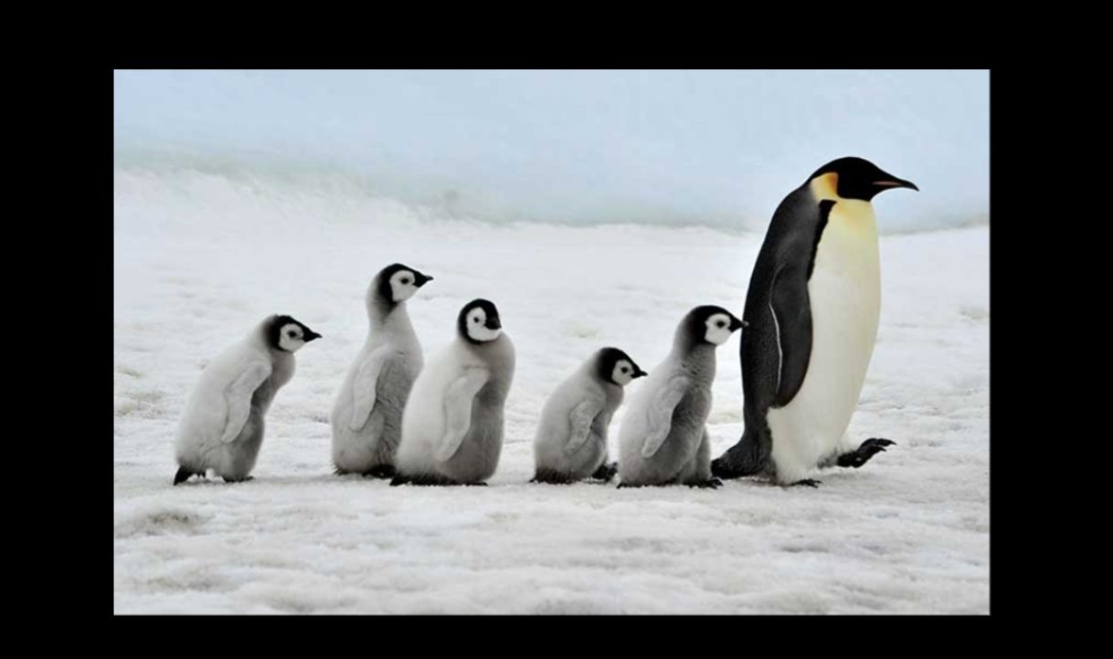 Social Pingüino