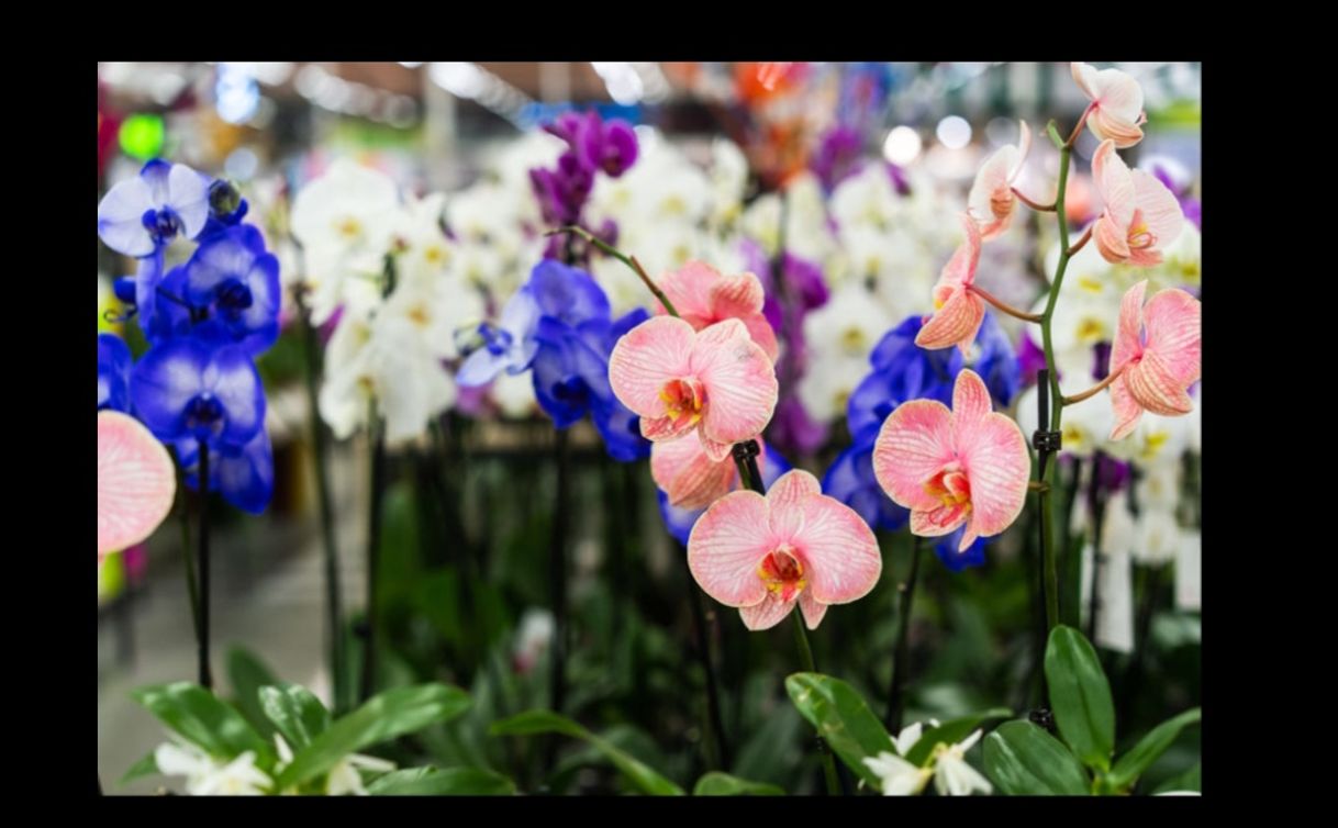 Lugar Orquídea