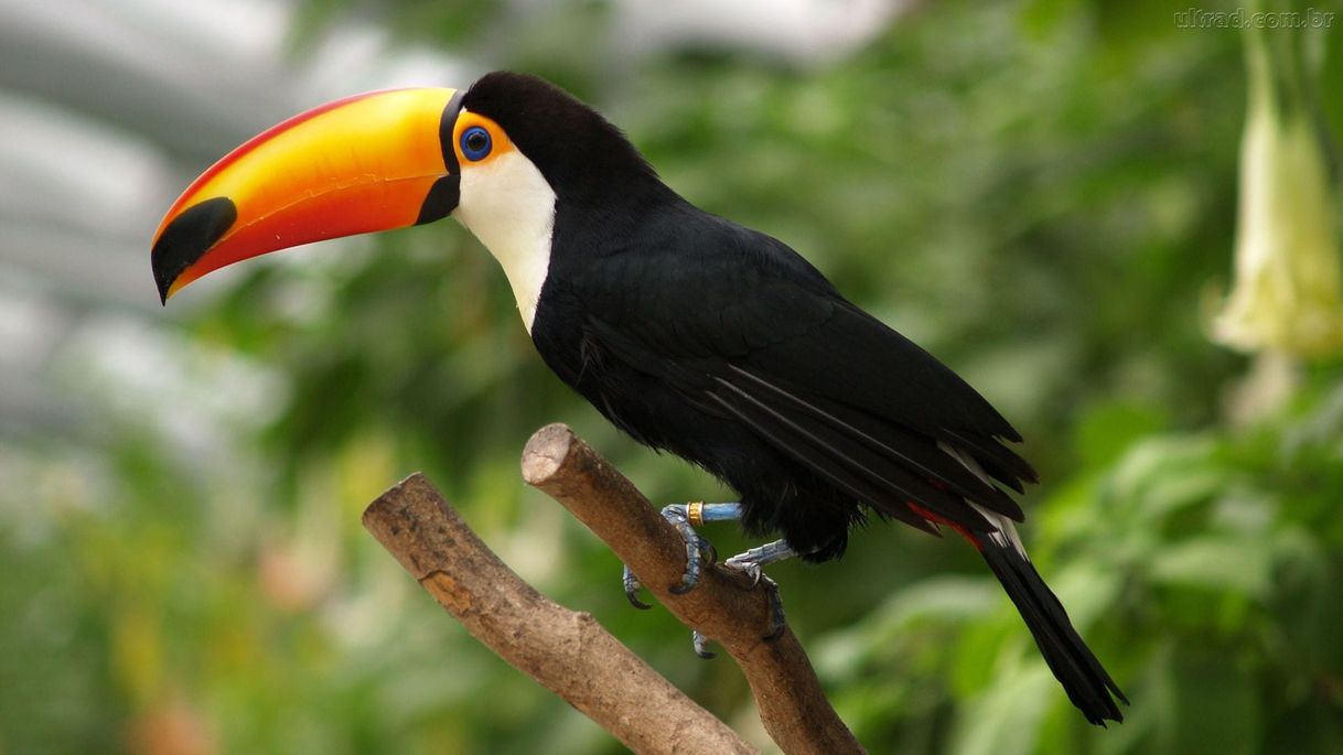 Moda Animais da Amazônia 