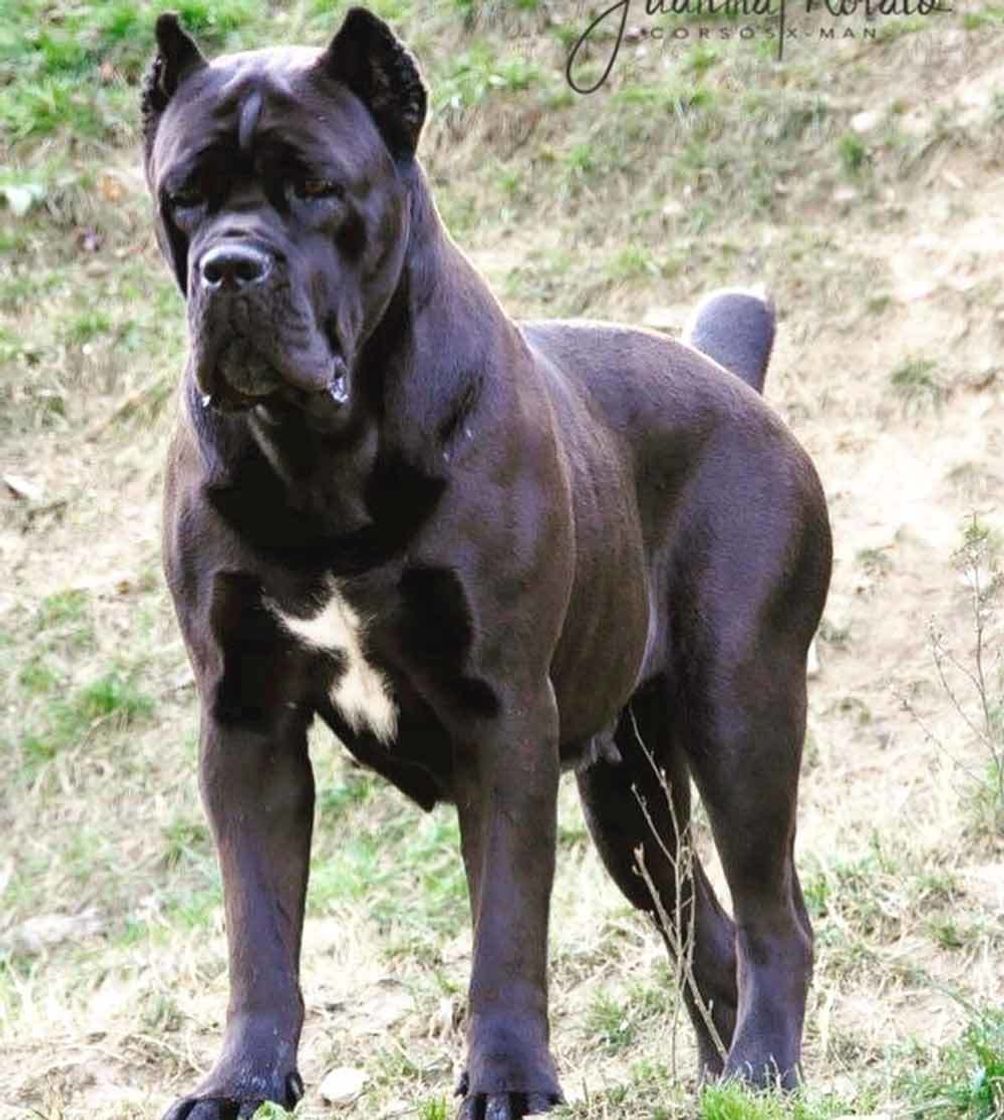 Fashion Cane Corso