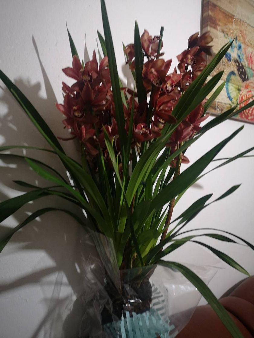 Product Suculentas e Orquídeas Veja que afinal não é assim tão difícil