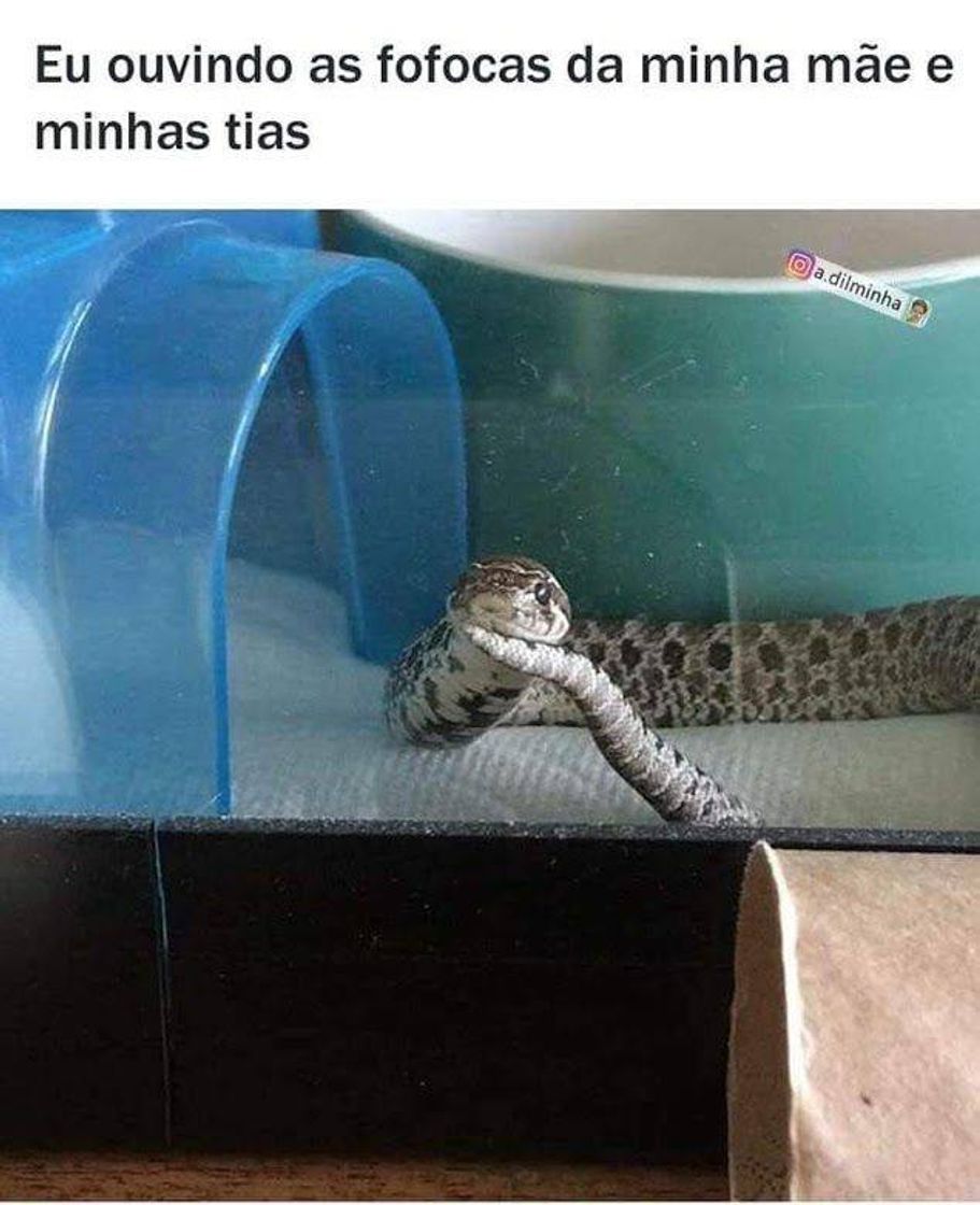 Moda Meme de cobra