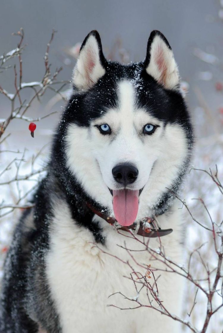 Moda Siberian Husky