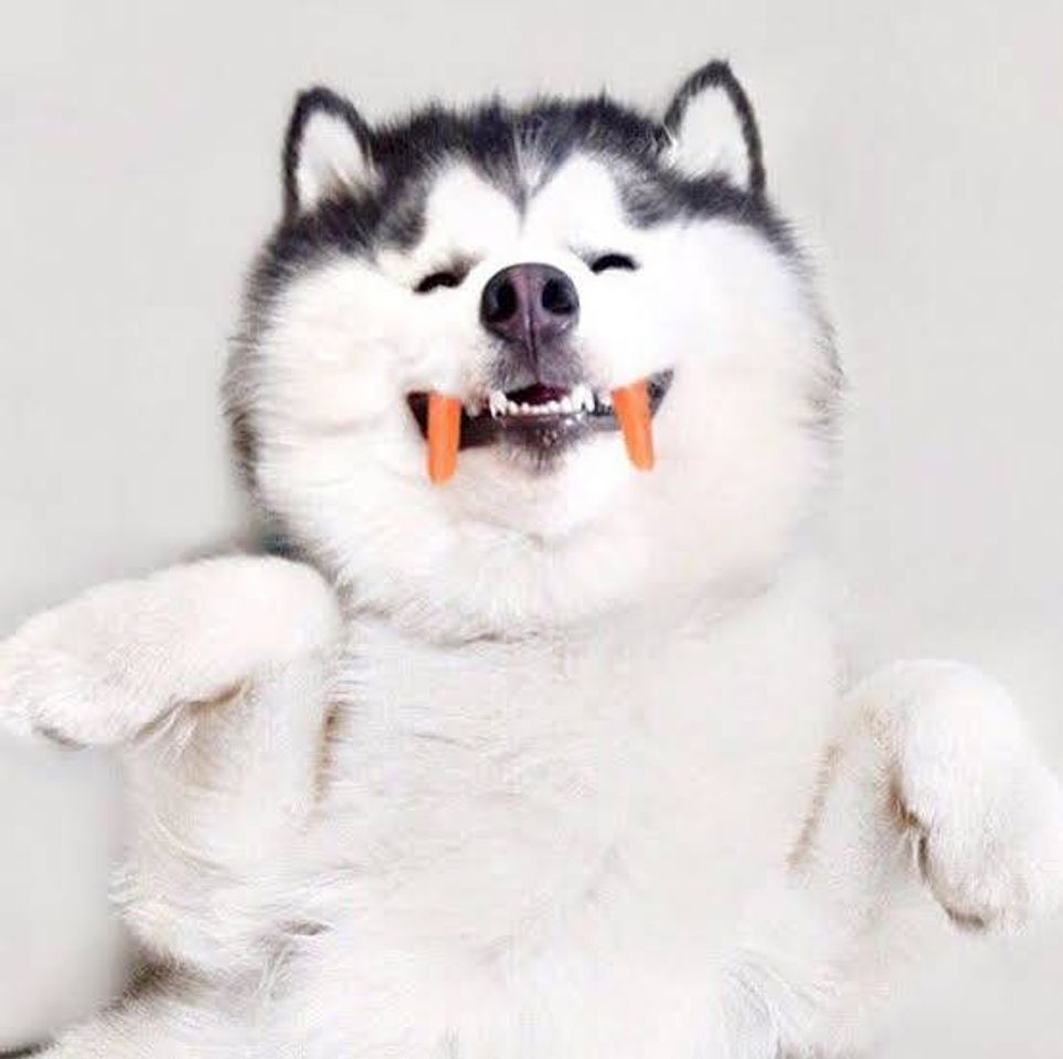 Social Carl Dick Peluche - Husky
