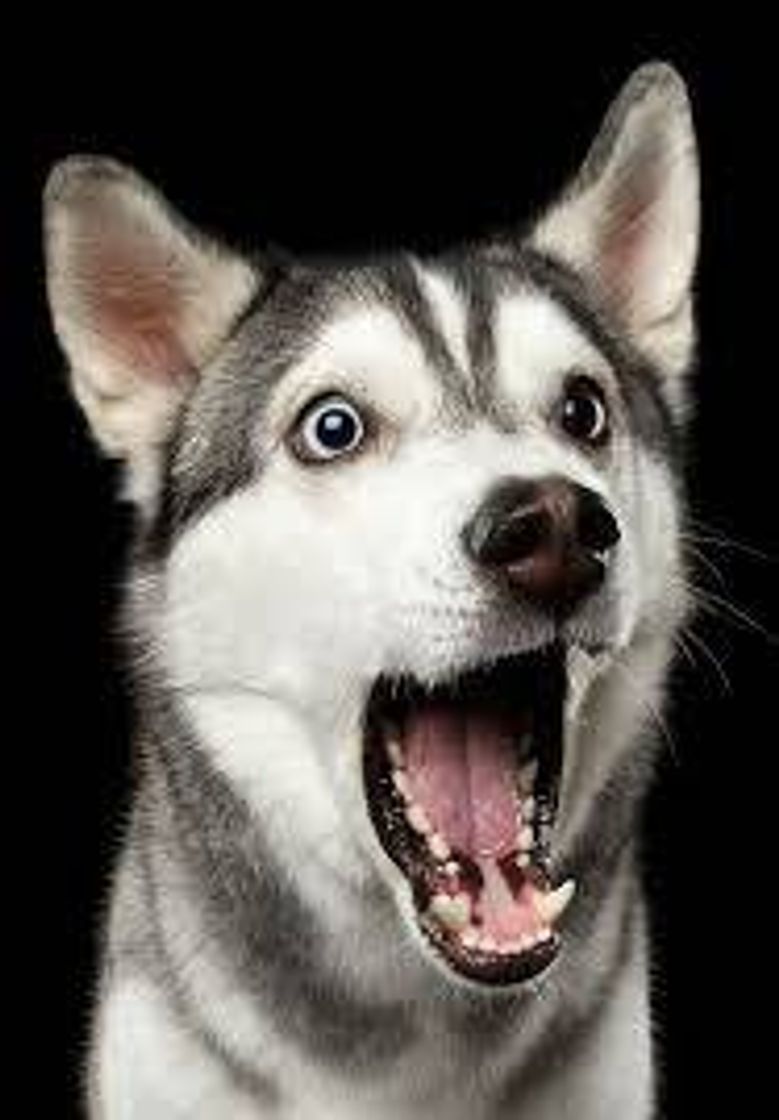 Social Carl Dick Peluche - Husky