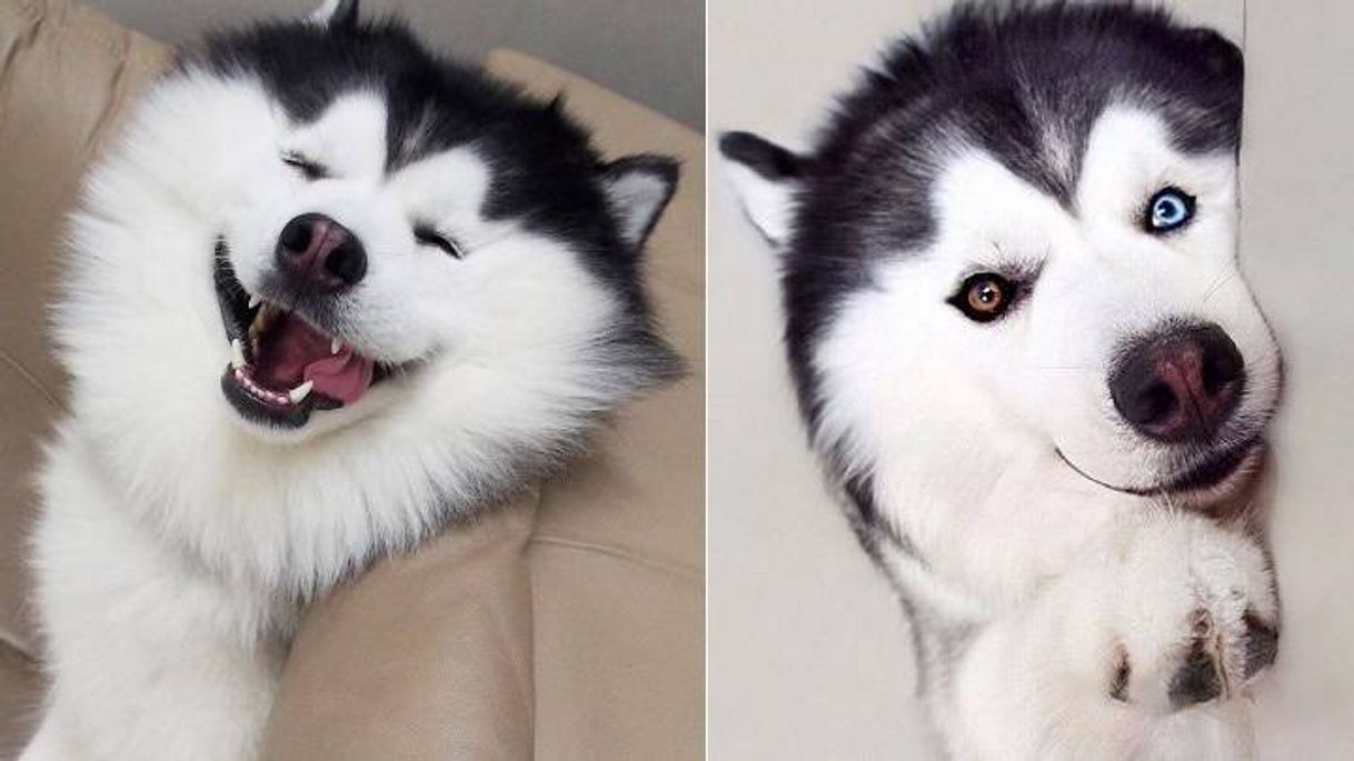 Social Carl Dick Peluche - Husky