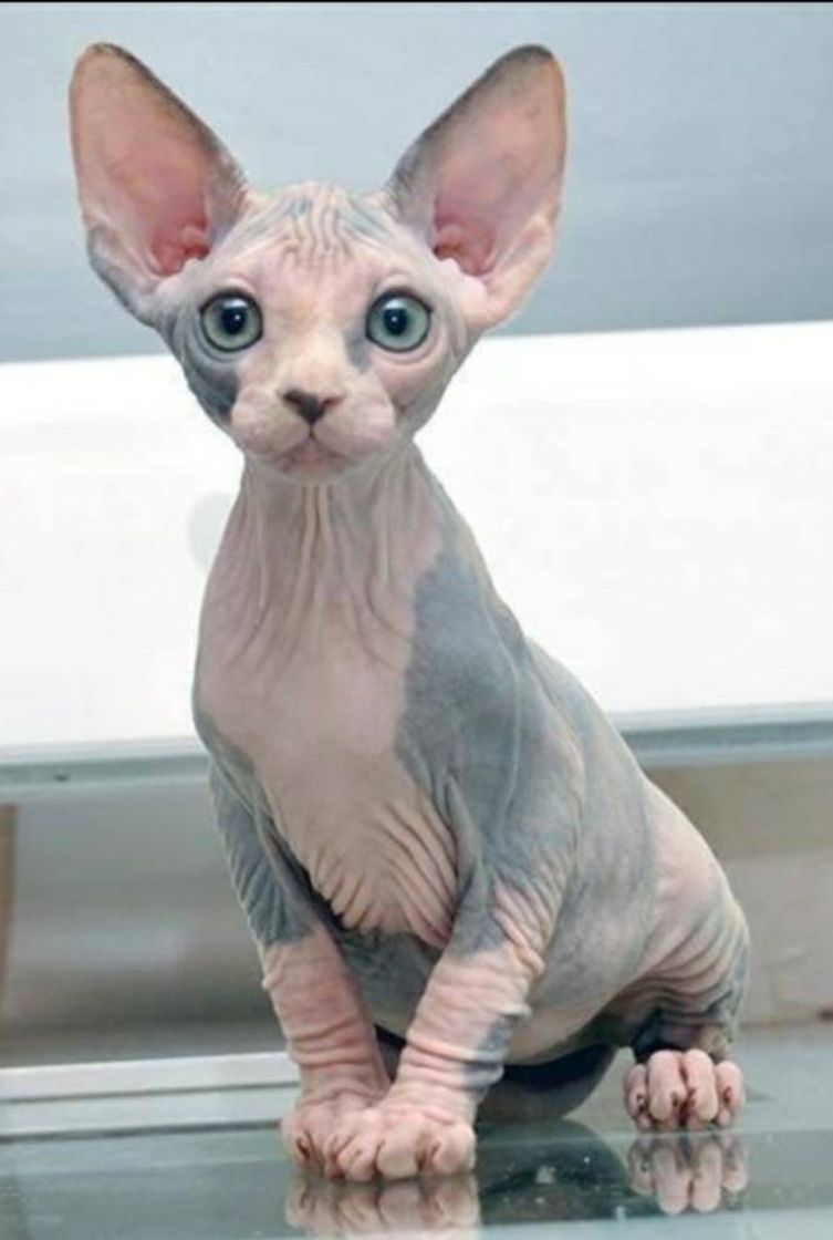 Moda Gato Sphynx