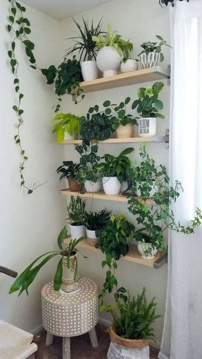 Ideias de jarros e plantas. 🌵🌿🌱