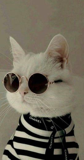 Não basta ser gato, tem que ter estilo!