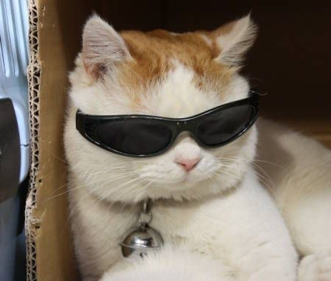 Fashion Memes de gatinhos