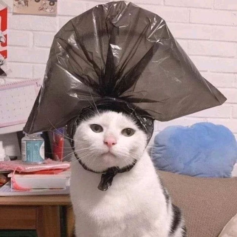 Fashion Memes de gatinhos