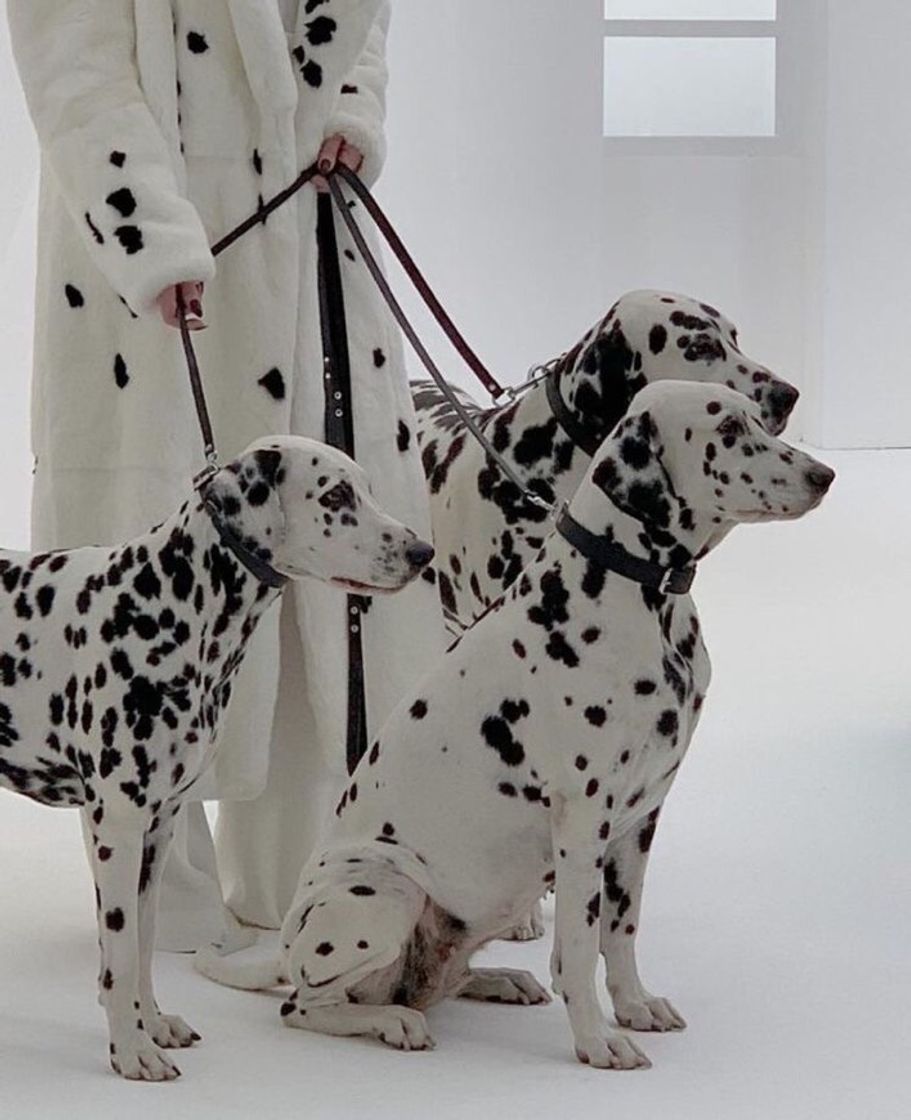 Producto Dalmatians🐾🐾🐾