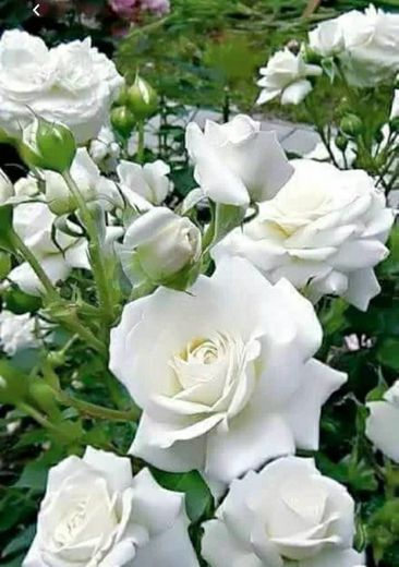 Lindíssimas Rosas Brancas 