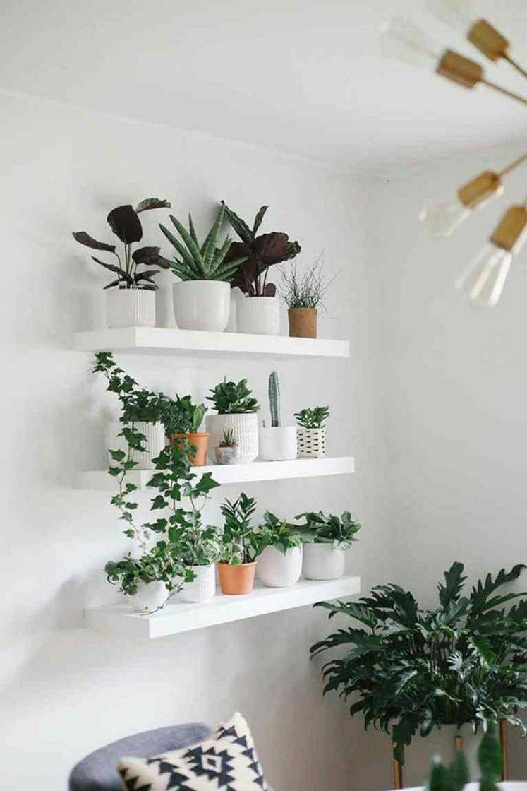 Moda decoração com plantinhas pequenas 