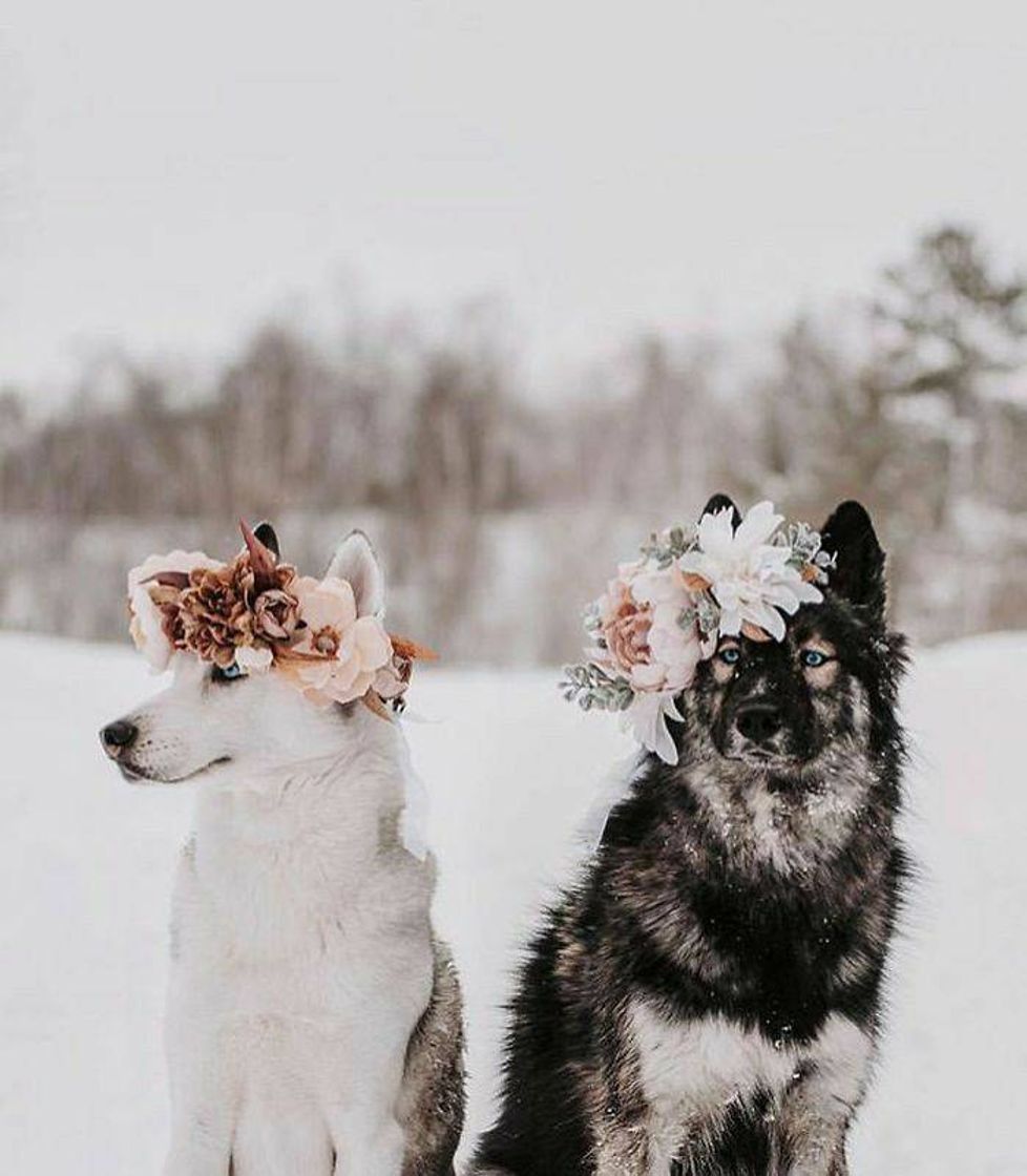 Fashion cachorros com coroa de flores