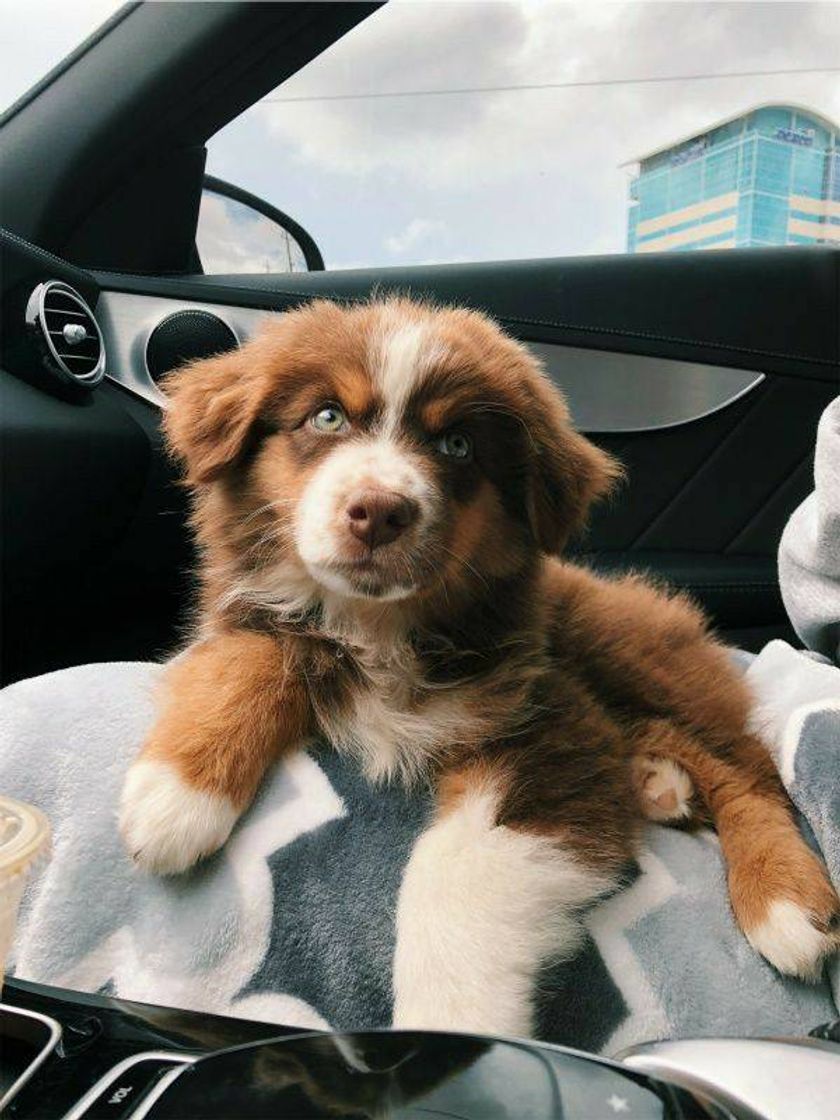 Fashion cachorrinho no carro