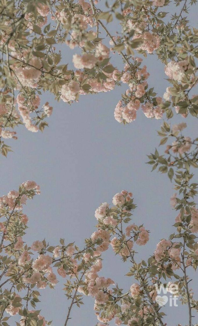 Social wallpaper de flores 