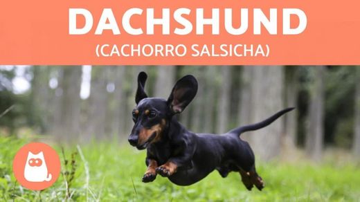 cachorro Salsicha - YouTube