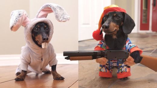 Ep 6. Easter Bunny Wakes Up Grumpy Wiener Dog! - YouTube