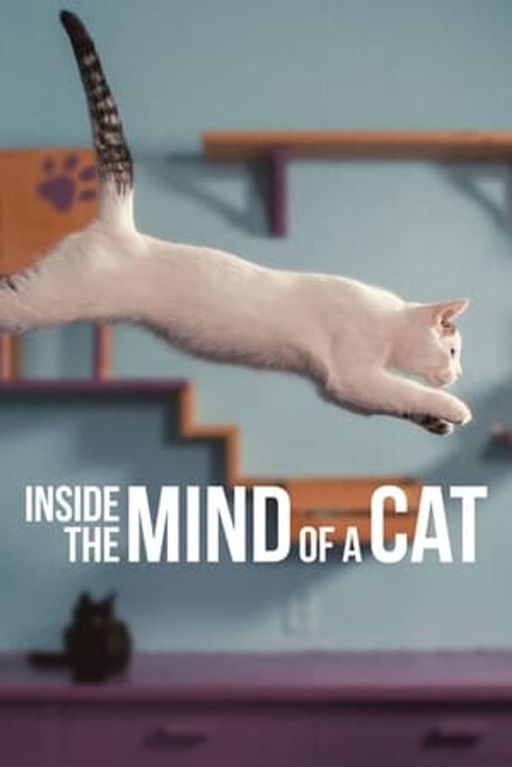 Movie En la mente de un gato