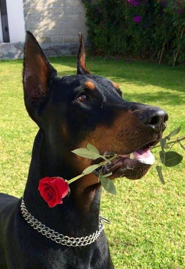 Fashion Raça: Doberman 😻