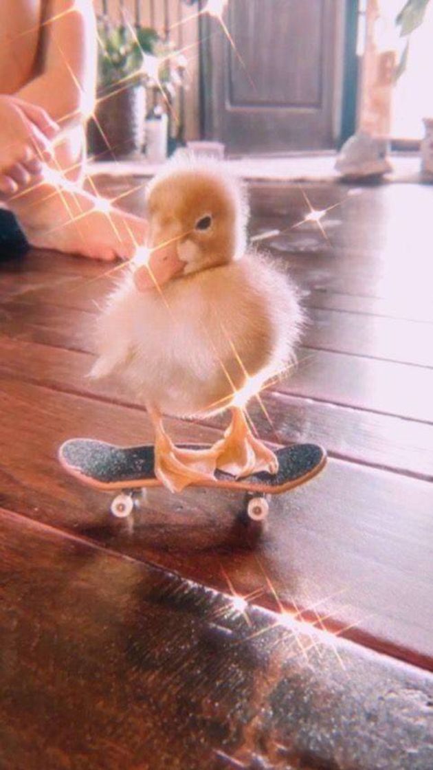 Fashion Patinho de skate 😻