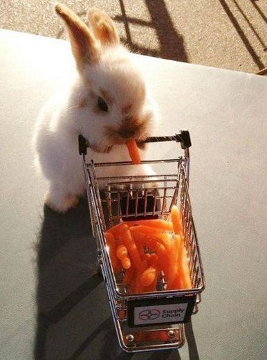 Coelhinho comendo cenoura 😻