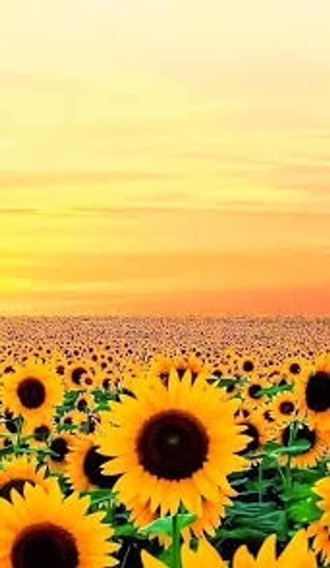 Wallpaper de 🌻 