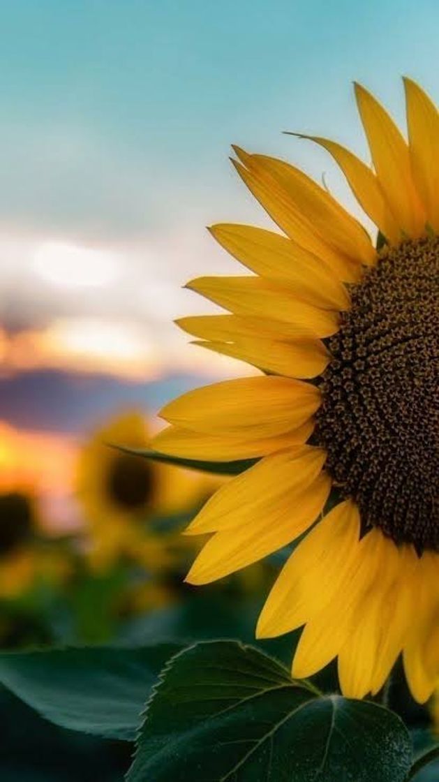 Wallpaper girassol 🌻 