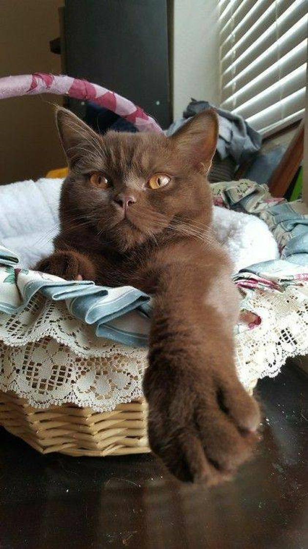 Social Chocolate cat
