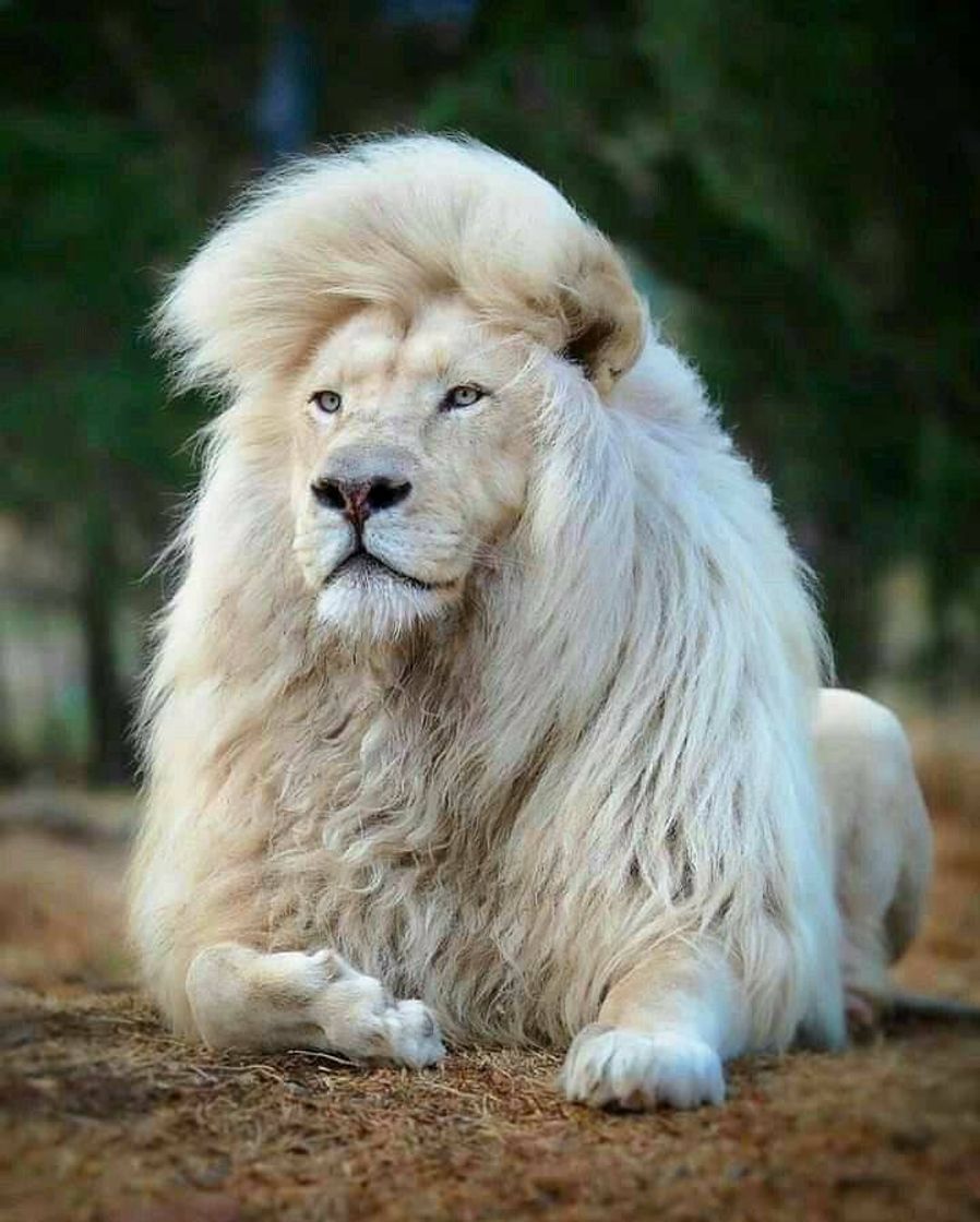 Social Leão albino