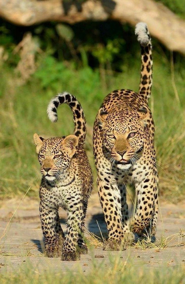 Social Jaguar