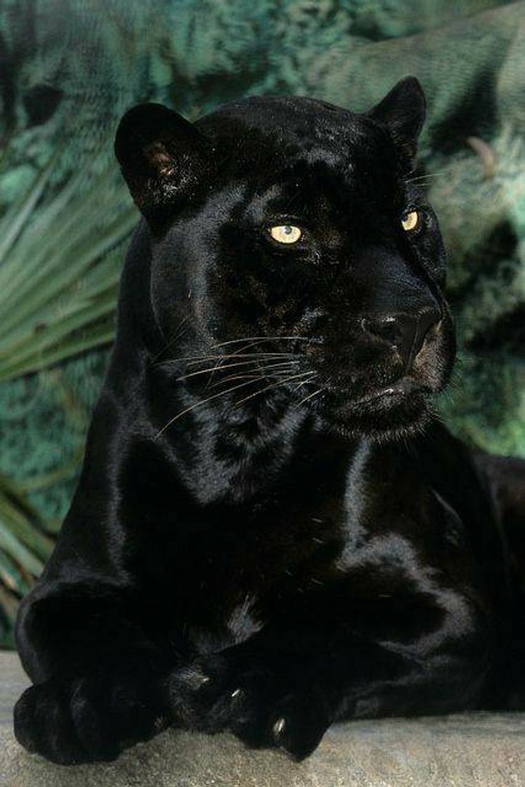 Social Pantera negra