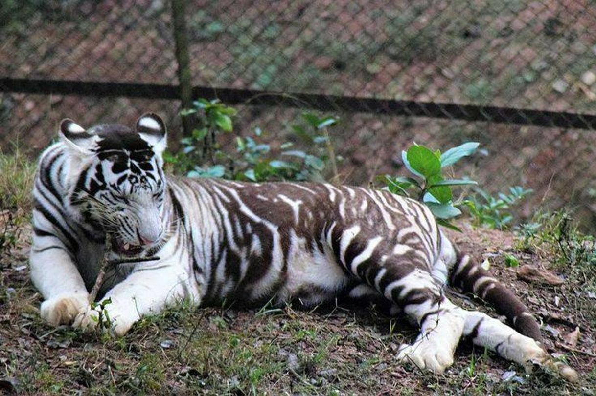 Social Tigre negro