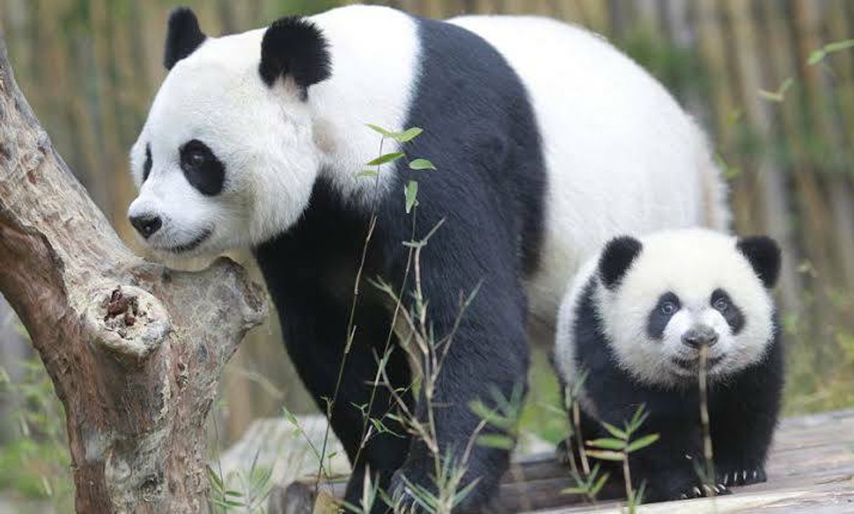 Moda Mamãe panda e Nenê panda❤