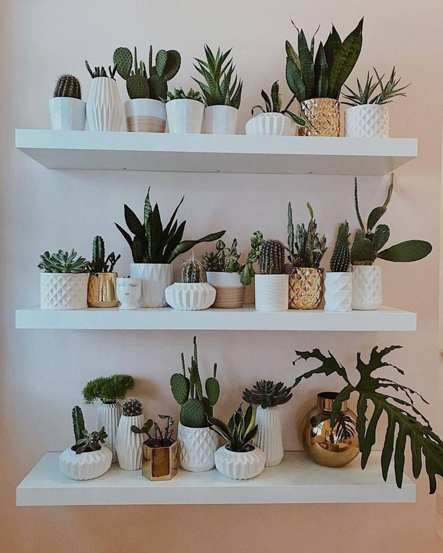 Moda Pra quem ama plantinhas e não abre mão de tê-las em casa 