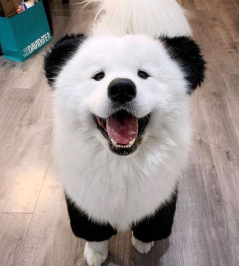 Dog ou panda? 🐶🐼