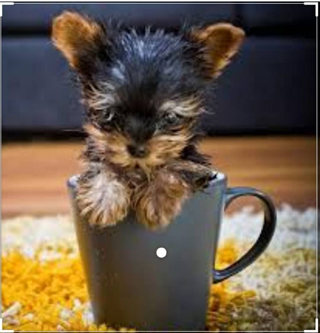 Product Yorkie