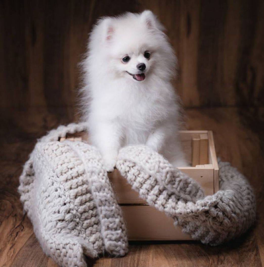 Fashion Cute dog