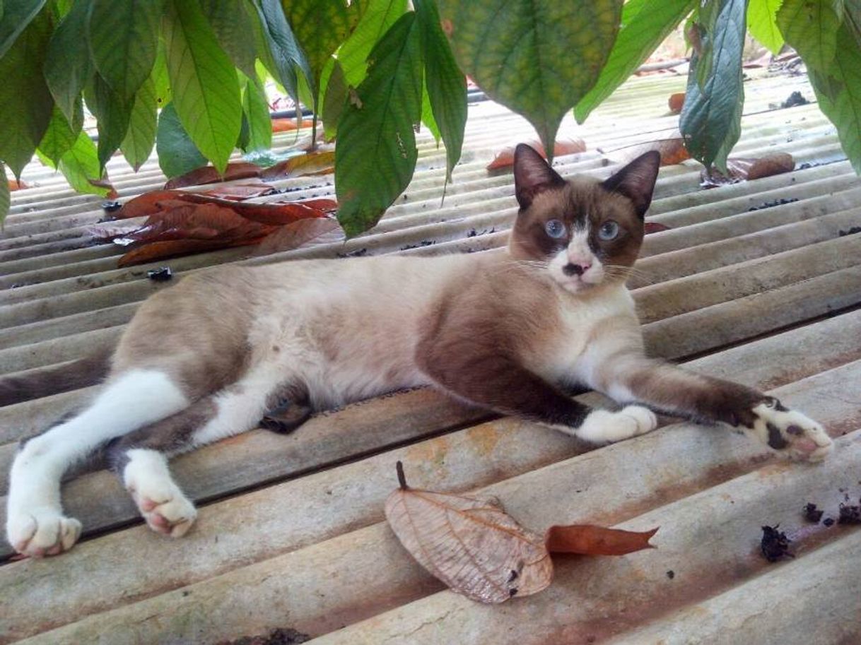 Moda Gatinhos 🐱