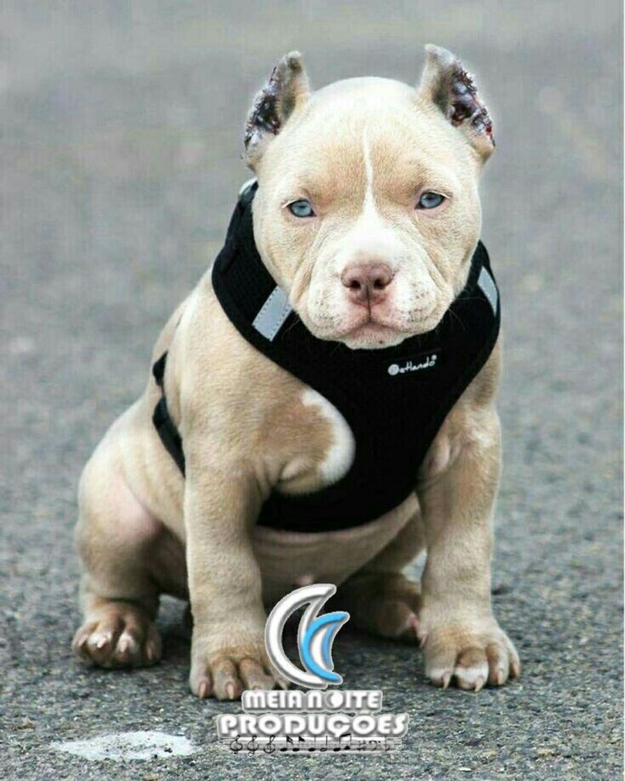 Social Amantes de Pitbull