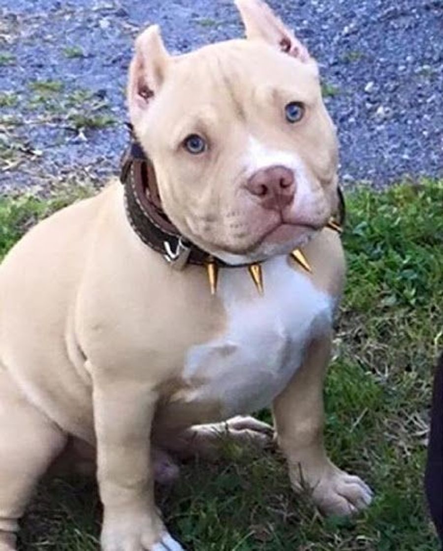 Social Amantes de Pitbull