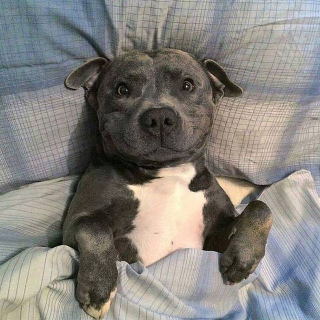 Social Amantes de Pitbull